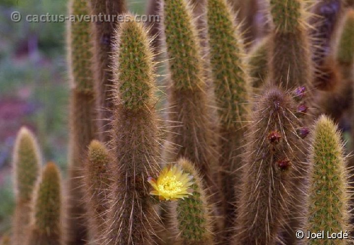 Bergerocactus emoryi BCN JL-002b